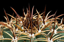 Image of Melocactus violaceus subsp. margaritaceus N. P. Taylor