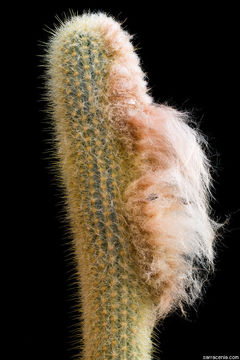 Image of Micranthocereus purpureus (Gürke) F. Ritter