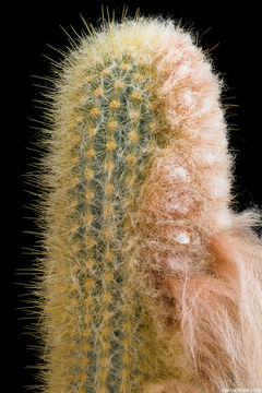 Image of Micranthocereus purpureus (Gürke) F. Ritter