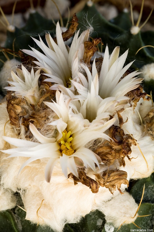 Image of Artichoke cactus