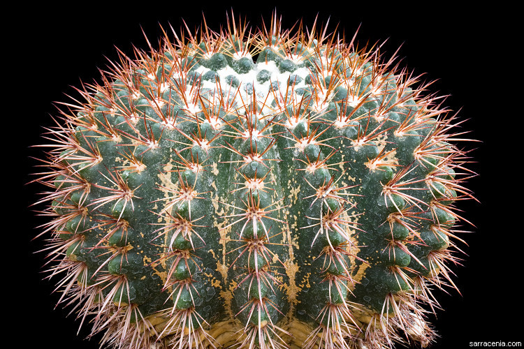 Image de <i>Parodia mammulosa</i> ssp. <i>brasiliensis</i>