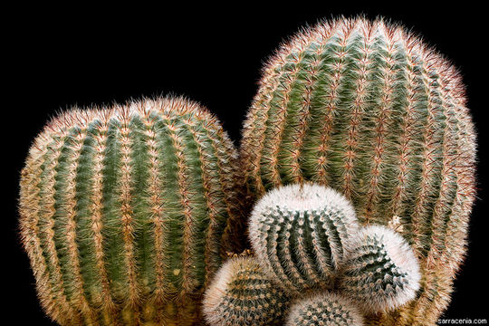 Image of Cactus