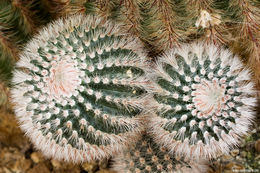 Parodia scopa (Spreng.) N. P. Taylor resmi