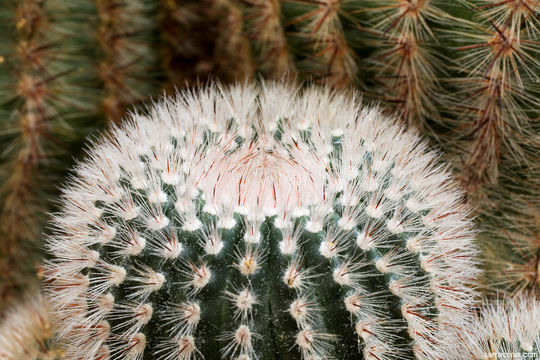 Parodia scopa (Spreng.) N. P. Taylor resmi