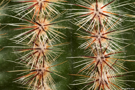 Parodia scopa (Spreng.) N. P. Taylor resmi