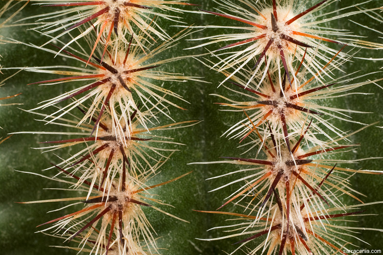 Parodia scopa (Spreng.) N. P. Taylor resmi