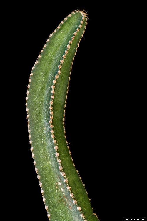 Image of Peniocereus rosei J. G. Ortega