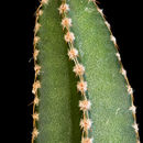 Image of Peniocereus rosei J. G. Ortega