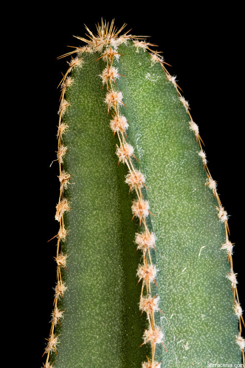 Image of Peniocereus rosei J. G. Ortega