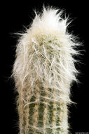 Image of Pilosocereus aurisetus (Werderm.) Byles & G. D. Rowley