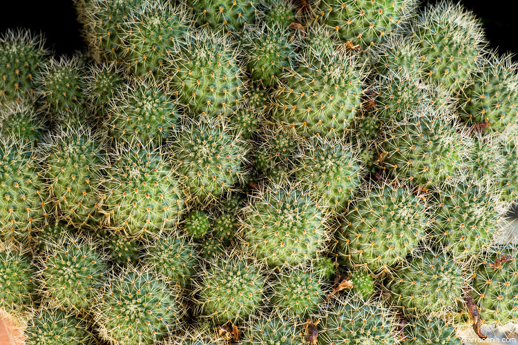 Image of Rebutia minuscula K. Schum.