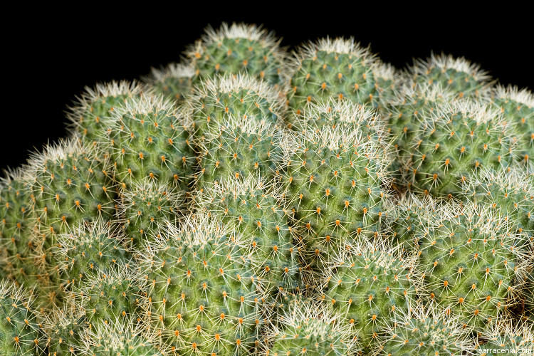 Image of Rebutia minuscula K. Schum.