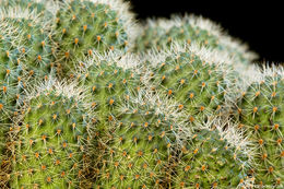 Image of Rebutia minuscula K. Schum.