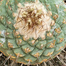 Image of Strombocactus