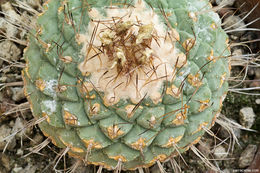 Image of top cactus