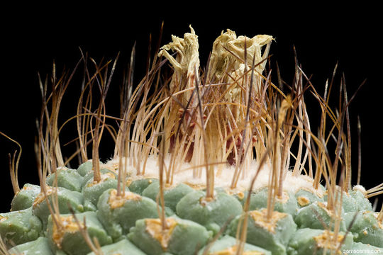 Sivun Strombocactus disciformis (DC.) Britton & Rose kuva