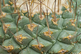 Image of top cactus