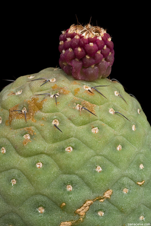 Image of Tephrocactus alexanderi (Britton & Rose) Backeb.