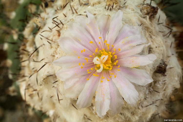 Image of Turbinicarpus lophophoroides (Werderm.) Buxb. & Backeb.