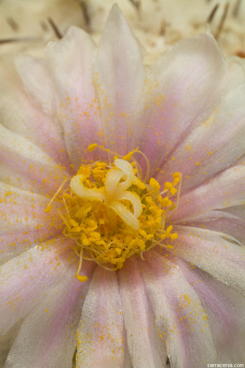 Image of Turbinicarpus lophophoroides (Werderm.) Buxb. & Backeb.