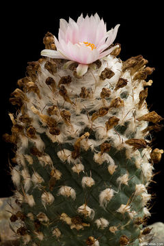 Image of Turbinicarpus schmiedickeanus subsp. klinkerianus (Backeb. & H. Jacobsen) N. P. Taylor