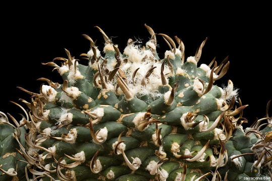 Image of Turbinicarpus schmiedickeanus subsp. klinkerianus (Backeb. & H. Jacobsen) N. P. Taylor