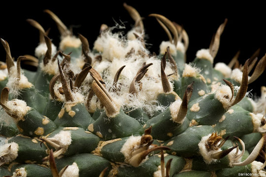 Image of Turbinicarpus schmiedickeanus subsp. klinkerianus (Backeb. & H. Jacobsen) N. P. Taylor