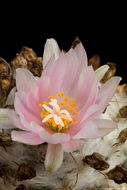 Image of Turbinicarpus schmiedickeanus subsp. klinkerianus (Backeb. & H. Jacobsen) N. P. Taylor