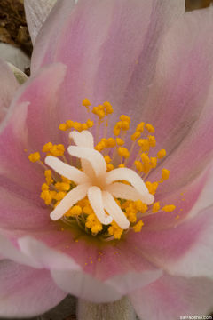 Image of Turbinicarpus schmiedickeanus subsp. klinkerianus (Backeb. & H. Jacobsen) N. P. Taylor