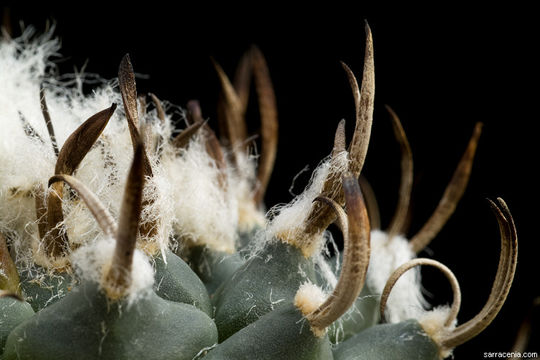 Image of Turbinicarpus schmiedickeanus subsp. klinkerianus (Backeb. & H. Jacobsen) N. P. Taylor