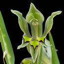 Image of Orchid-flowered Gladiolus