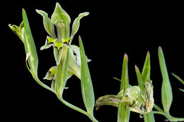 Imagem de Gladiolus orchidiflorus Andrews