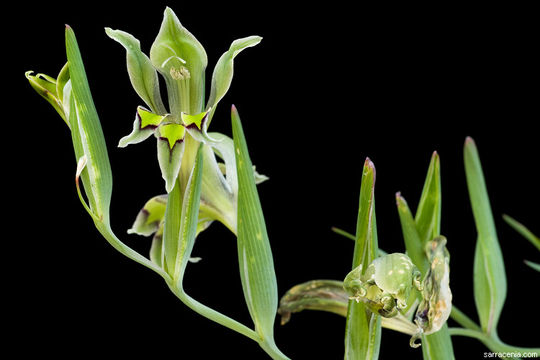 Image of Gladiolus orchidiflorus Andrews