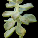 Image of <i>Graptopetalum paraguayense</i> ssp. <i>bernalense</i>