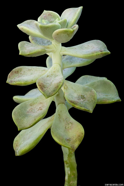 Sivun <i>Graptopetalum paraguayense</i> ssp. <i>bernalense</i> kuva