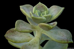 Sivun <i>Graptopetalum paraguayense</i> ssp. <i>bernalense</i> kuva