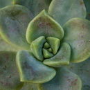 Image of <i>Graptopetalum paraguayense</i> ssp. <i>bernalense</i>