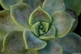 Sivun <i>Graptopetalum paraguayense</i> ssp. <i>bernalense</i> kuva