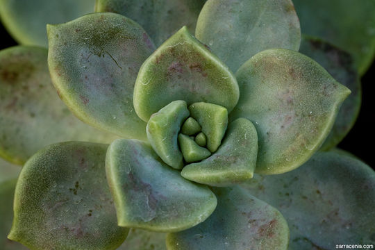 Image of <i>Graptopetalum paraguayense</i> ssp. <i>bernalense</i>