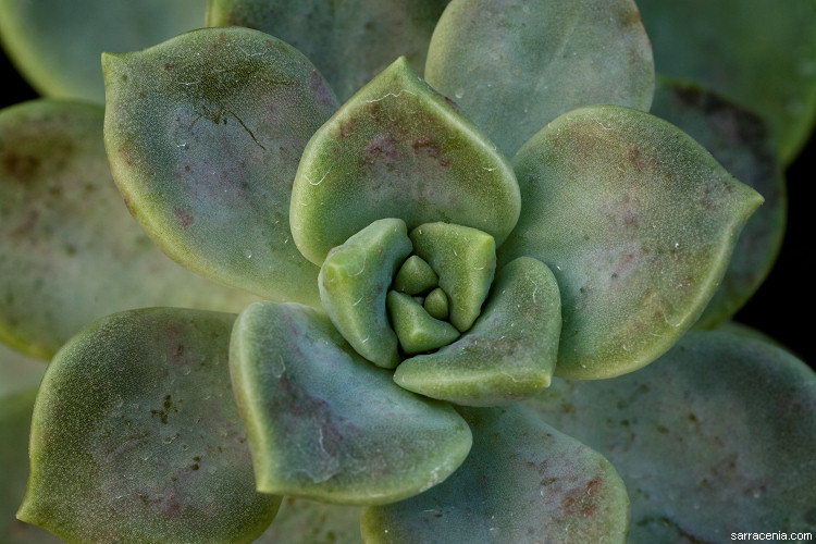 Sivun <i>Graptopetalum paraguayense</i> ssp. <i>bernalense</i> kuva