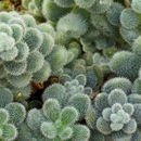 Imagem de Sedum mocinianum E. Perez-Calix