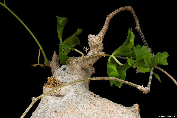 Image of Ibervillea sonorae (S. Wats.) Greene