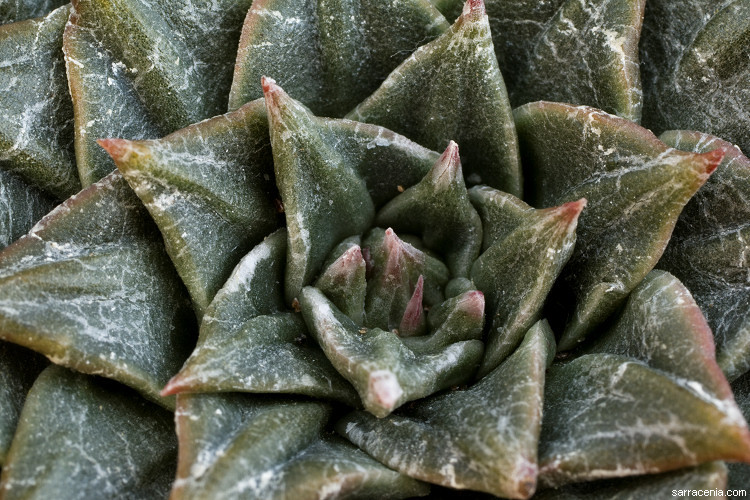 Image of Graptopetalum bellum (Moran & Meyran) D. R. Hunt