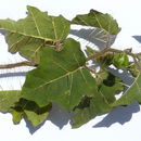 Image of Solanum palinacanthum Dun.