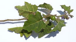 Image of Solanum palinacanthum Dun.