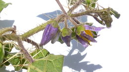 Image of Solanum palinacanthum Dun.