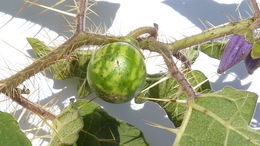 Image of Solanum palinacanthum Dun.