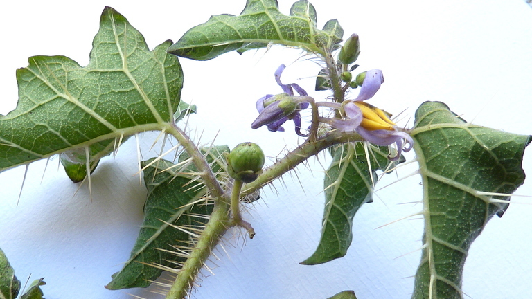 Image of Solanum palinacanthum Dun.