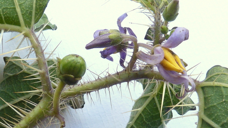 Image of Solanum palinacanthum Dun.