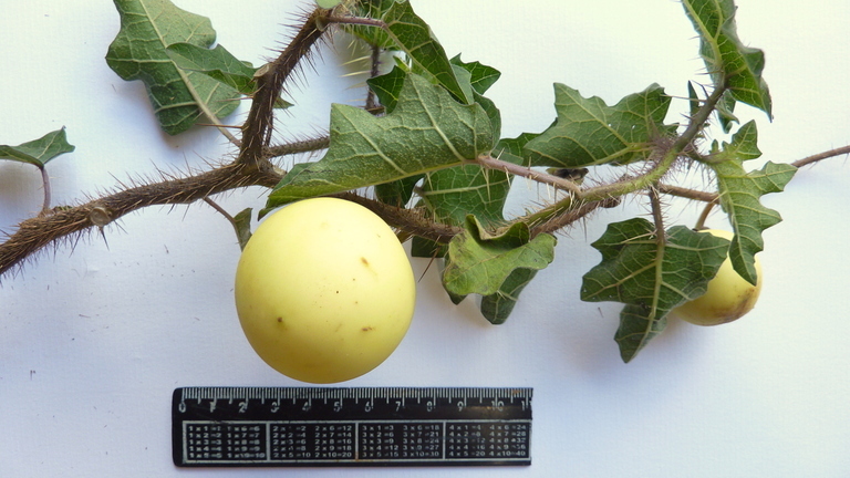 Image of Solanum palinacanthum Dun.